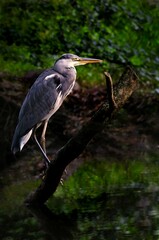 This is a beautiful heron sitting on a branch by a pond in Sweden.