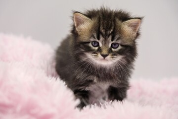 Black Siberian kitten 4 weeks old
