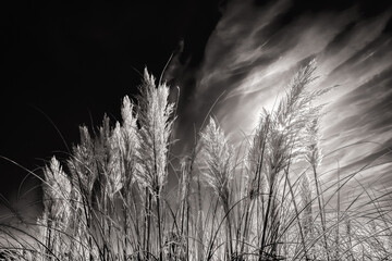 White Feather Pampas Grass in summer, England, UK - 701901396