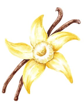 Vanilla flower with sticks hand drawn illustration 