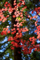 4K Ultra HD Image of Autumn Colors Leaves
