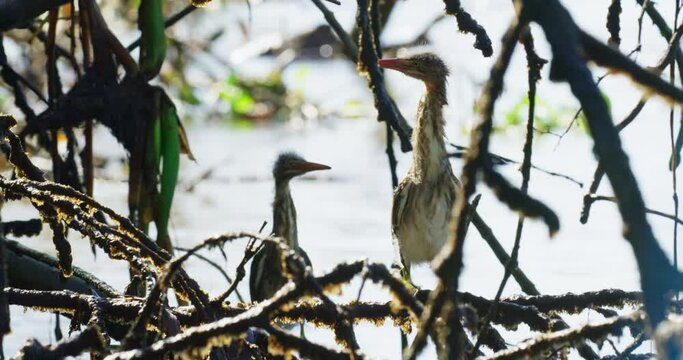 Green heron