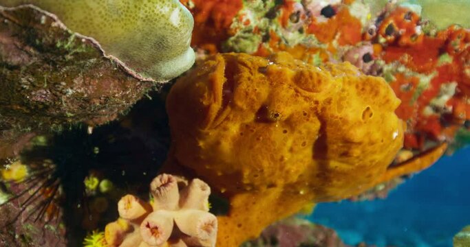 Commerson's frogfish