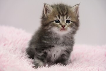 Blue Siberian kitten 4 weeks old