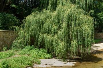 Lush green willow on the banks of the Olkhovka river in Kislovodsk national Park. Willow branches sink to water. Picturesque and peaceful landscape © MarinoDenisenko