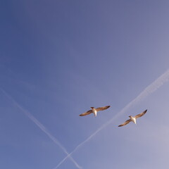 gulls in the sky
