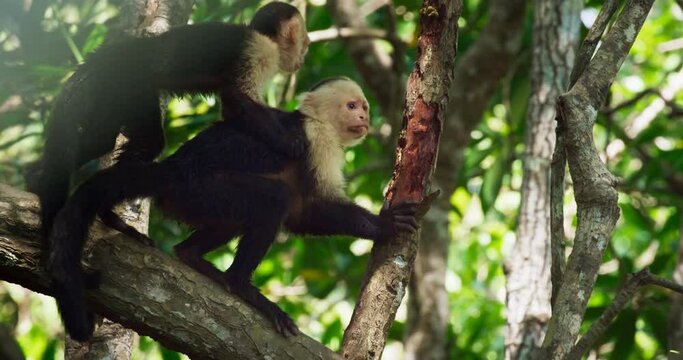 Capuchin monkey