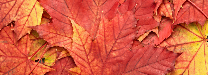 Naklejka na ściany i meble 4K Ultra HD Image of Colorful Autumn Leaves - Vibrant Fall Foliage Background