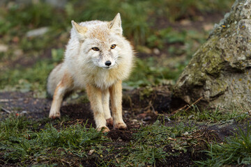 Portrait of Corsac fox in zoo