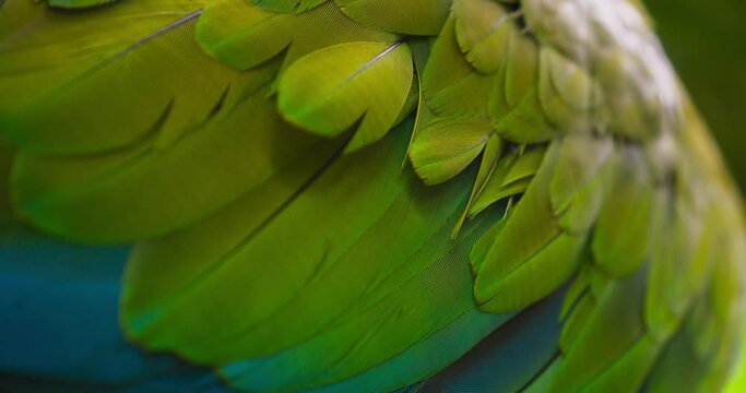 Great green macaw