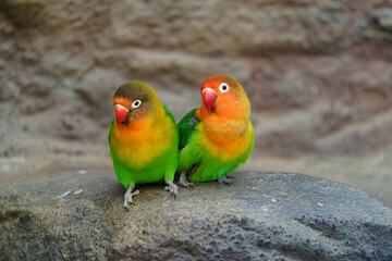 Portrait of Fischer's lovebird in zoo