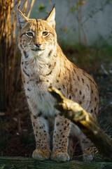Naklejka premium Portrait of Eurasian lynx in zoo