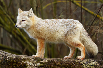 Naklejka na ściany i meble Portrait of Corsac fox in zoo