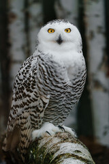 Portrait of Snowy owl on branch