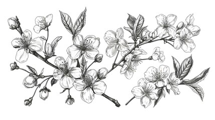 Sakura branch with flowers and buds. Hand drawn vector illustration.