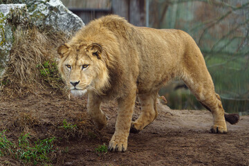 Fototapeta premium Portrait of Lion in zoo