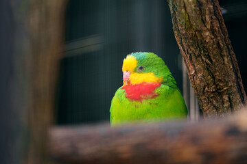 Superb parrot behind logs in zoo