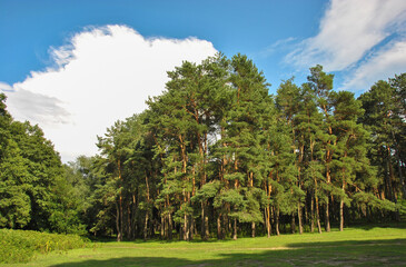 Fototapeta na wymiar green meadow in front of a pine forest. beautiful landscape on a summer day.