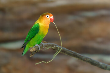 Portrait of Fischer's lovebird in zoo