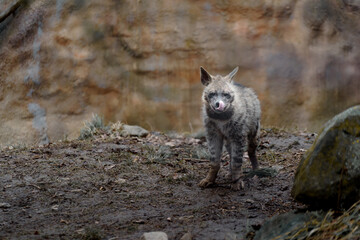 Portrait of Arabian striped hyaena