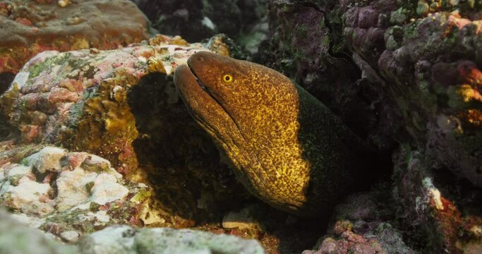 Moray eel
