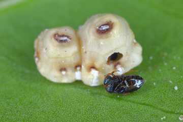 Pteromalid parasitoid Scutellista caerulea (wasp parasitoid) after leaving the host body - Ceroplastes rusci Fig wax scale. Natural enemy used in biological pest control.