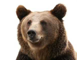 Fototapeta premium Braunbär isoliert auf weißem Hintergrund, Freisteller 