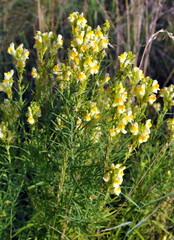 Linaria vulgaris blooms in nature