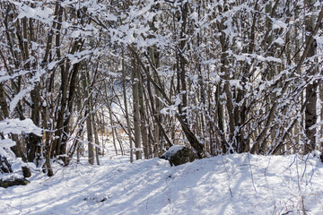 Snowy field and trees in winter