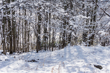 Snowy field and trees in winter
