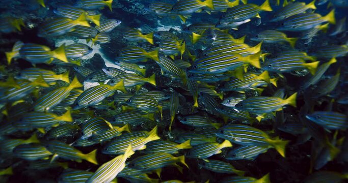 Common bluestripe snapper