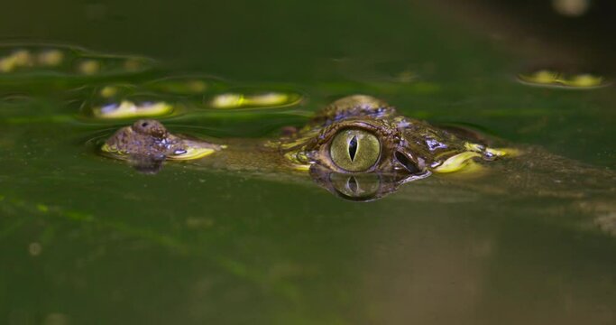 Crocodile