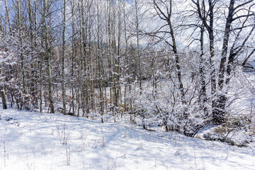 Snowy field and trees in winter