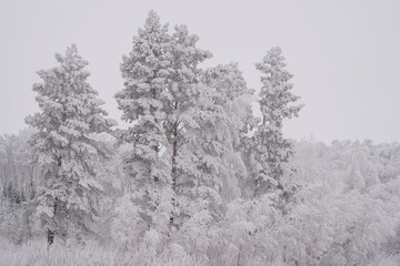 Winter trees in a snow after snowfall on the sky background. Russia