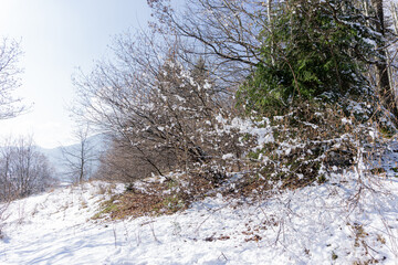 Snowy field and trees in winter