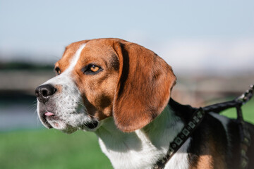 portrait of a beagle
