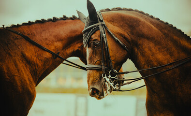 Portrait of two bay horses on a cloudy day. Equestrian dressage competition. Horse riding. Horses with braided manes.
