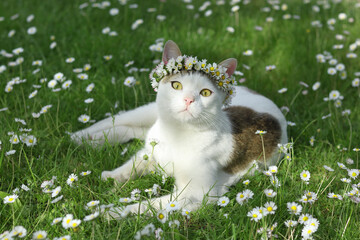 Naklejka na ściany i meble Beautiful cat in a wreath of daisies on green grass. Flowering Chamomile. Cat in a crown wreath of chamomilla flowers sits in the grass in the garden. Cat with a wreath of white Daisies. Spring 