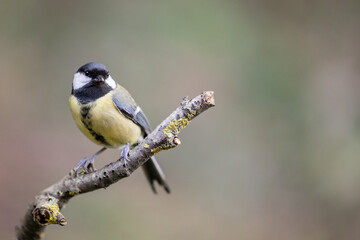 Fototapeta premium Adult Great Tit (Parus Major) posed on the end of a stick in British back garden in Winter. Yorkshire, UK