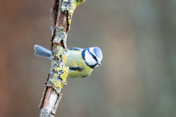 Adult Blue Tit (Cyanistes caeruleus) posed on the end of a stick in British back garden in Winter....