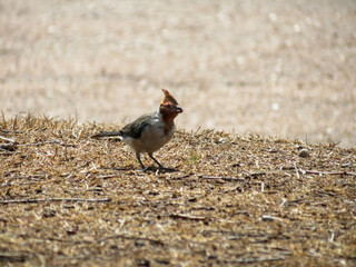 Cardenal