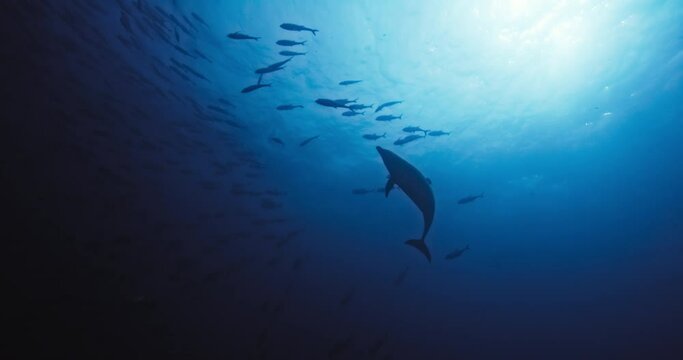 Dolphin