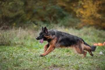 german shepherd dog runs on the grass. Protection dog training