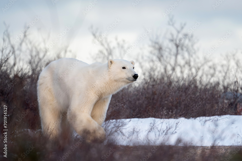 Canvas Prints Polar bear near Churchill, Manitoba