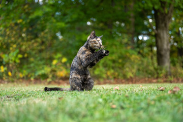tortoiseshell cat in the grass in summer