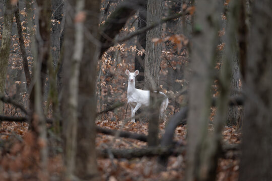 Albino white-tailed deer in the woods