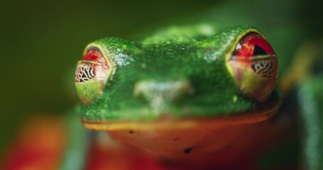 Red-eyed tree frog