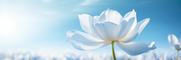Fototapeta na wymiar white cosmos flowers on blue sky background