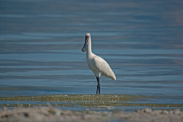 Eurasian Spoonbill, Platalea leucorodia, resting in Burdur Lake in Turkey.