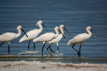 Obraz premium A group of Eurasian Spoonbill, Platalea leucorodia, in Lake Burdur, Turkey.